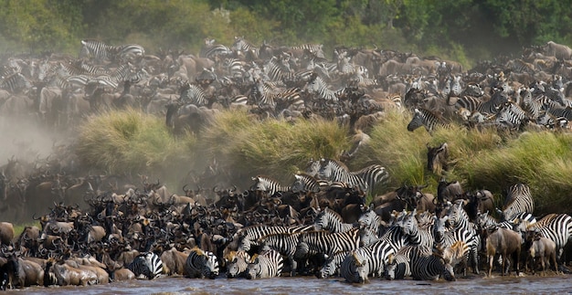 Gnu przepływają przez rzekę Mara. Wielka migracja. Kenia. Tanzania. Park Narodowy Masai Mara.