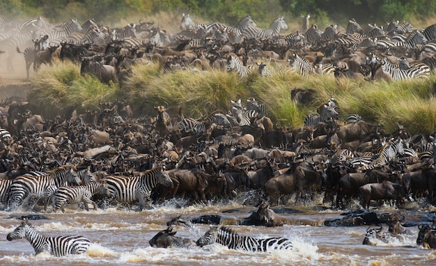 Gnu przepływają przez rzekę Mara. Wielka migracja. Kenia. Tanzania. Park Narodowy Masai Mara.