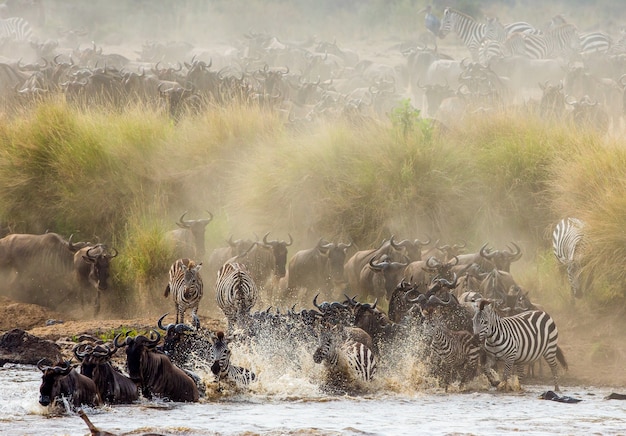 Gnu przepływają przez rzekę Mara. Wielka migracja. Kenia. Tanzania. Park Narodowy Masai Mara.