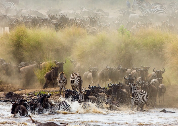 Gnu przepływają przez rzekę Mara. Wielka migracja. Kenia. Tanzania. Park Narodowy Masai Mara.