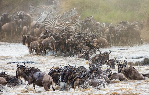 Gnu przepływają przez rzekę Mara. Wielka migracja. Kenia. Tanzania. Park Narodowy Masai Mara.