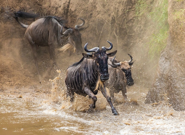 Gnu przepływają przez rzekę Mara. Wielka migracja.