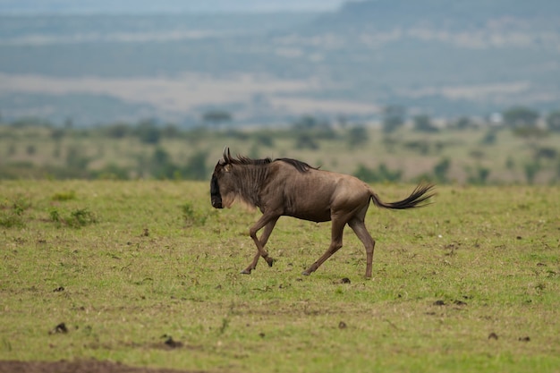 GNU w Savannah