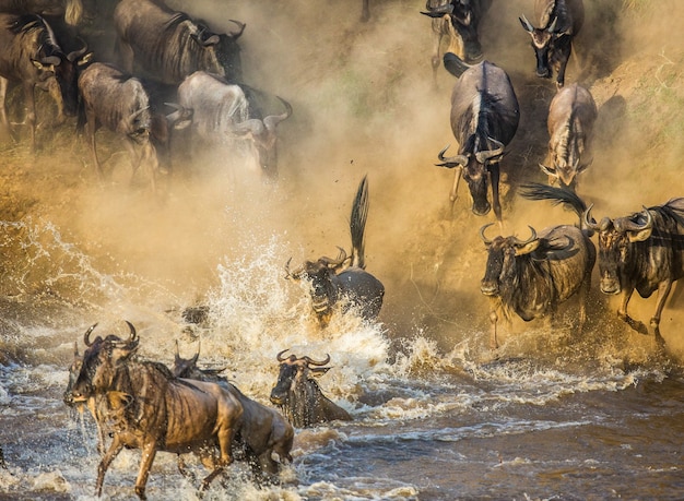 Gnu wskakują do rzeki Mara. Wielka migracja.