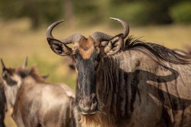 Zdjęcie gnu