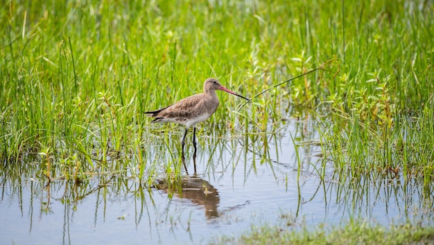 Godwit czarnoogoniasty w swoim naturalnym siedlisku bagiennym w parku narodowym Bundala na Sri Lance