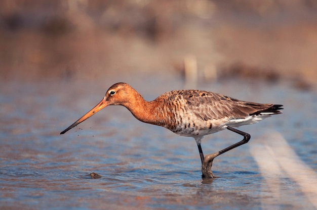 Godwit (Limosa limosa) chodzenie w wodzie w poszukiwaniu pożywienia