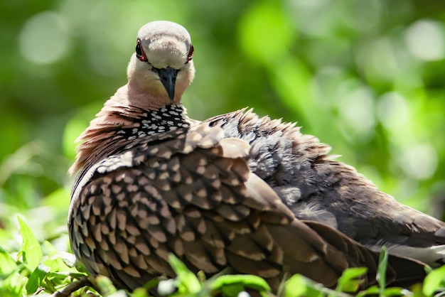 Gołąb Cętkowany Spilopelia Chinensis Stojący Na Trawie Gołąb Ze Sri Lanki