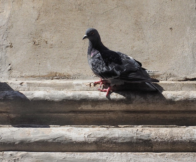 Gołąb domowy nazwa naukowa Columba livia domestica ptak zwierzę