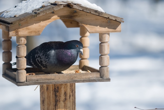 Gołąb jedzenia z podajnika w winter park