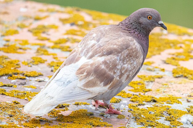 Gołąb pospolity Columba livia w aiguamolls emporda girona hiszpania