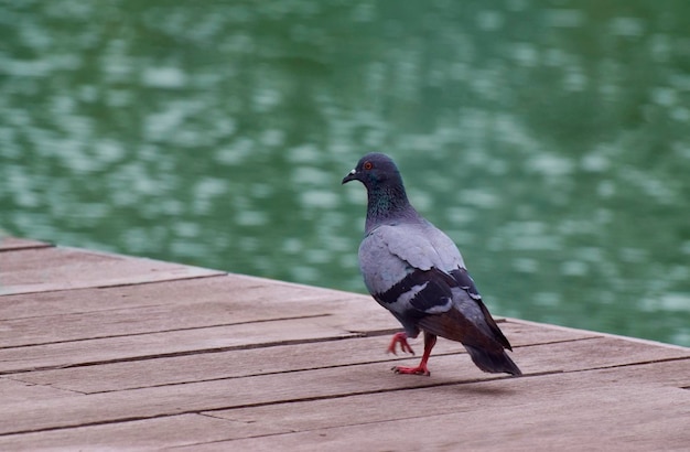 Gołąb ptak zwierzę gołąb natura dziób pióro dzikiej przyrody szare szare skrzydło dzikie oko pióra miasto portret trawa skrzydła skała ptaki park czarny