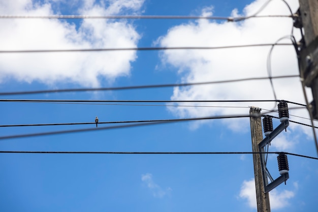 Gołąb Siedzący Na Linii Energetycznej W Pogodny Dzień Z Błękitnym Niebem I Białymi Chmurami W Tle.