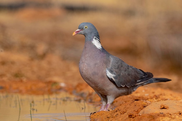 Gołąb zwyczajny Columba palumbus Toledo Hiszpania