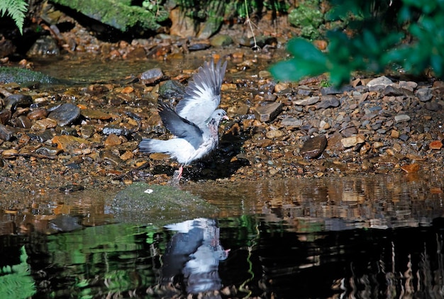 Gołąb zwyczajny kąpiący się w rzece i czyszczący