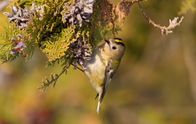 Zdjęcie goldcrest regulus regulus goldencrested kinglet najmniejszy ptak w eurazji