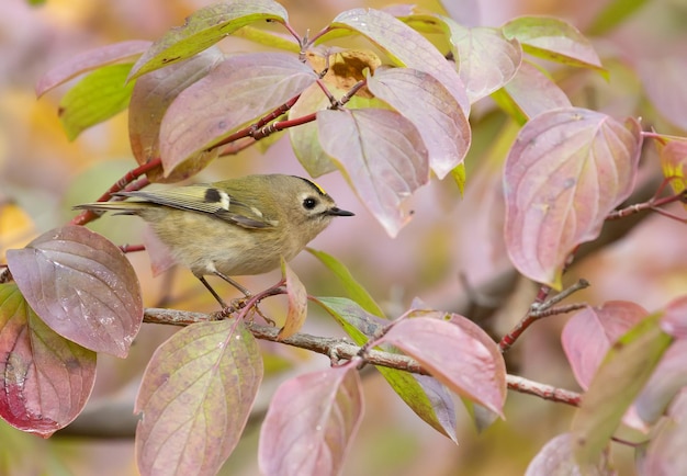 Goldcrest Regulus regulus Jesienny poranek ptak siedzi na gałęzi wśród pięknych liści