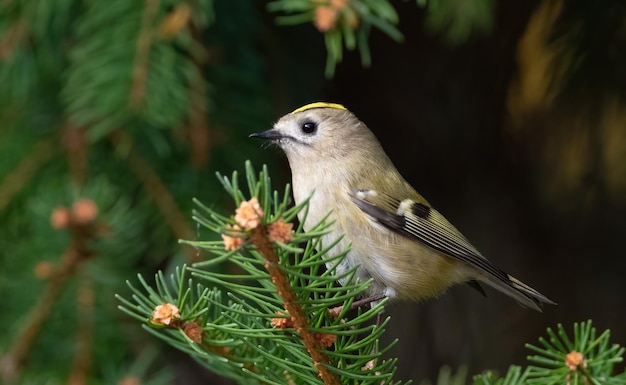 Goldcrest Regulus regulus Mały ptaszek siedzi na gałęzi świerku