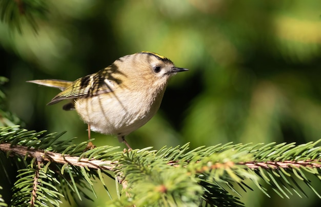 Goldcrest Regulus regulus Najmniejszy ptak Eurazji