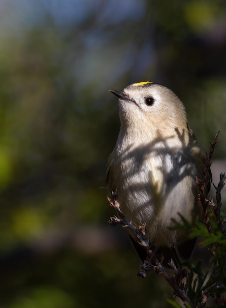 Goldcrest Regulus Regulus Najmniejszy Ptak W Eurazji