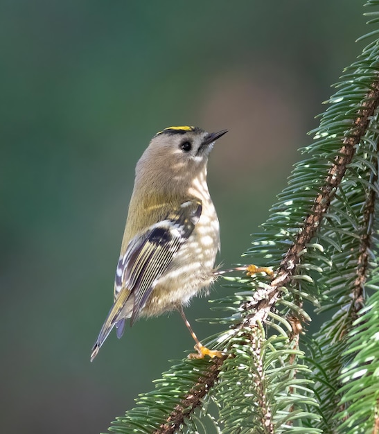 Goldcrest Regulus regulus Ptak siedzi na gałęzi świerku