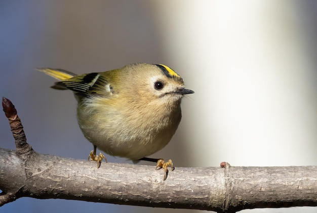 Goldcrest Regulus regulus Ptak siedzi na zbliżenie gałęzi drzewa