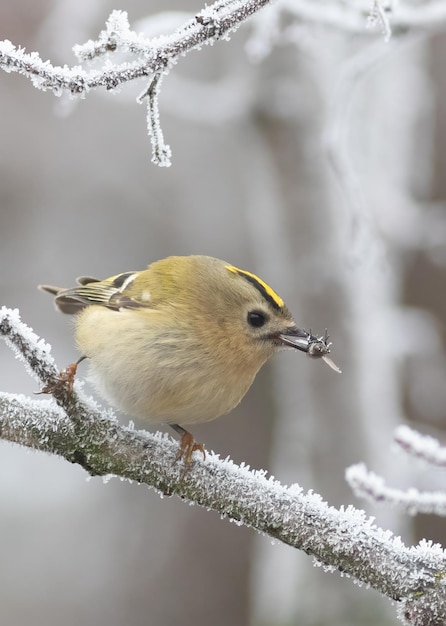 Goldcrest Regulus regulus Ptak trzyma w dziobie muchę