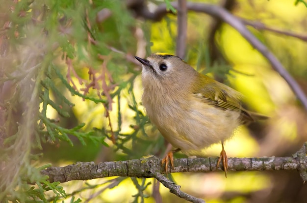 Goldcrest regulus regulus W pochmurny jesienny dzień ptak siedzi na gałęzi tui