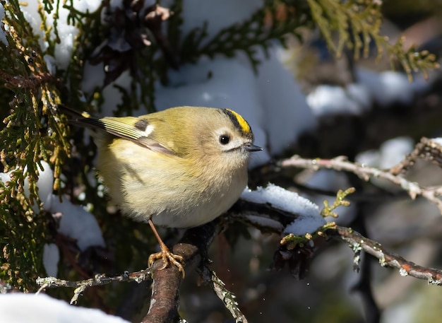 Zdjęcie goldcrest regulus regulus zimowy poranek ptak siedzi na gałęzi drzewa thuja.