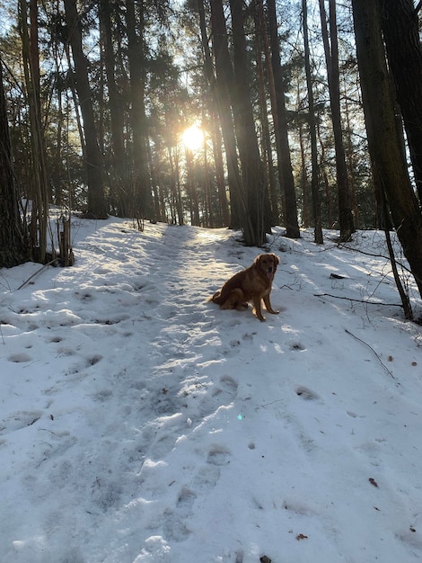 Golden American Retriever siedzi w zimowym lesie na śniegu i rozgląda się