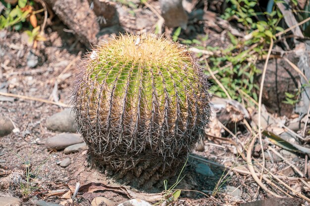 Golden Barrel Cactus (Echinocactus grusonii) w tle ogrodu suchych terenów, z bliska