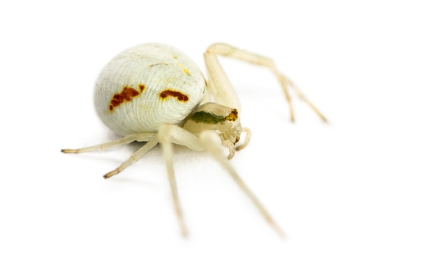 Golden Crab Spider, Misumena vatia przed białą powierzchnią