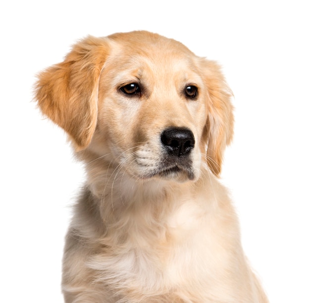 Golden Retriever, 4 miesiące, przed białym tłem