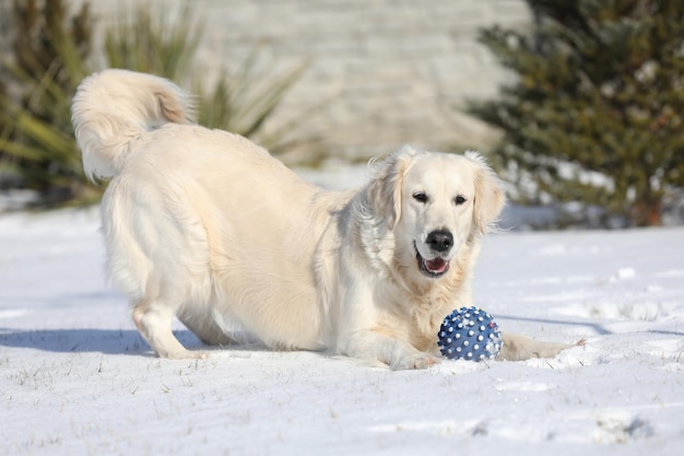 Golden Retriever Bawiący Się Na śniegu