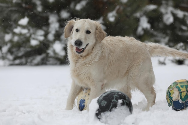 golden retriever bawiący się w śniegu