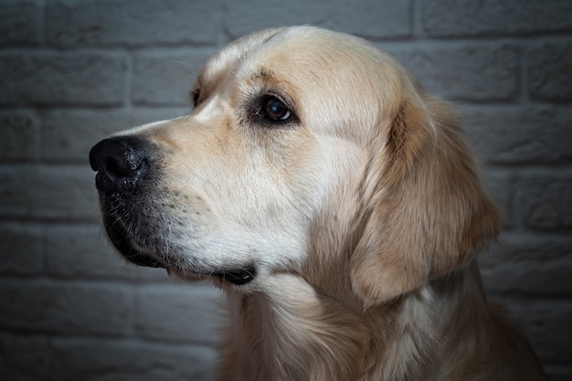 Golden Retriever, Close-up Portret Psa