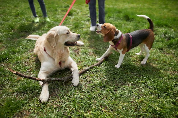 Golden retriever i beagle skoki i odtwarzanie podczas spaceru w parku A retriever i beagle