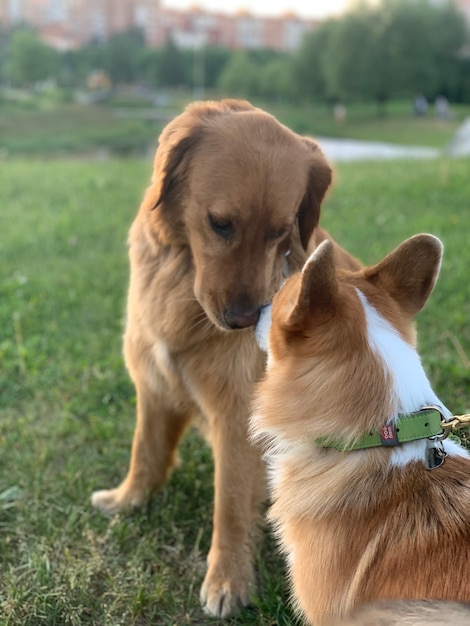 Golden retriever i corgi całują się w parku na trawie Psi przyjaciele siedzą obok siebie