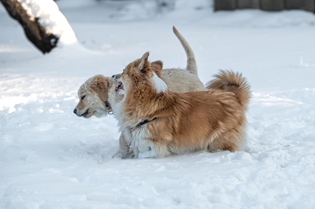 Golden retriever i walijski corgi bawią się na białym śniegu w mroźny zimowy dzień