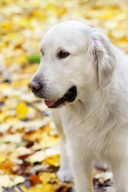 golden retriever labrador jesienią