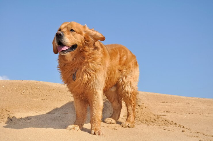 Golden Retriever na wietrze