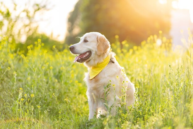 Golden retriever otoczony kwitnącą łąką