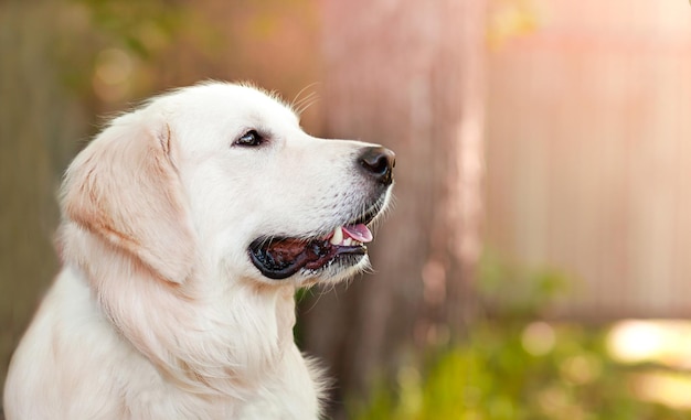 golden retriever patrzy w bok na zewnątrz