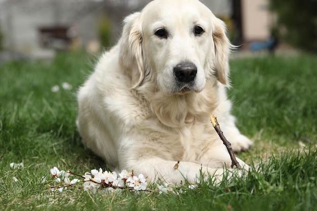 golden retriever pies bawi się na świeżym powietrzu
