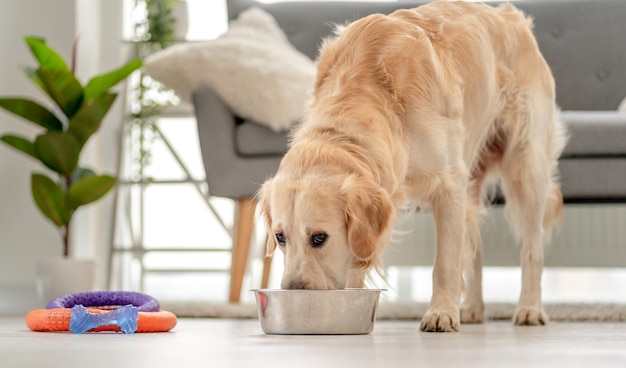 Golden retriever pies jedzenie z miski zainstalowanej na podłodze w pobliżu sofy w domu