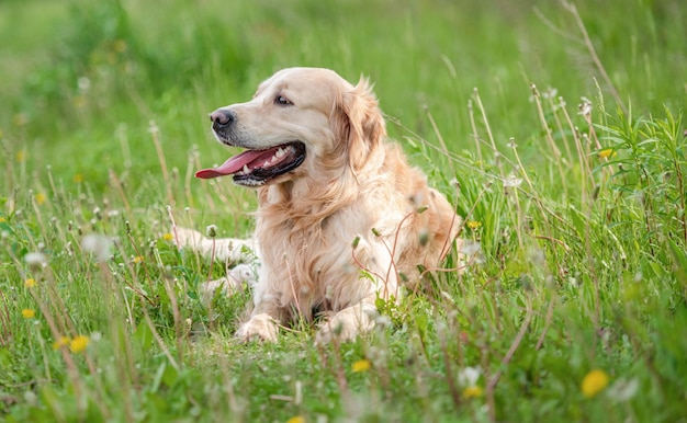 Golden retriever pies latem na zewnątrz