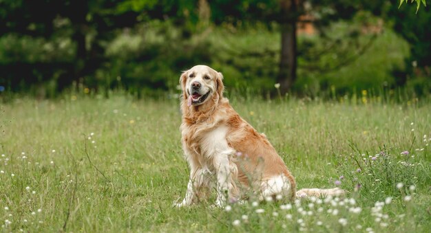 Golden Retriever Pies Latem Na Zewnątrz