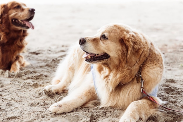 Golden Retriever Pies leżący na plaży