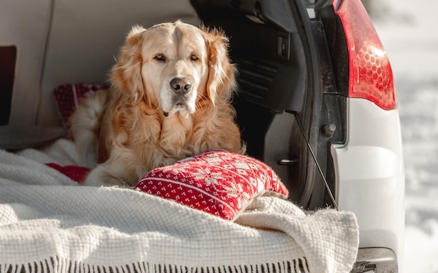 Golden Retriever Pies Leżący W Bagażniku Samochodu W Czasie Zimy śniegu Na Zewnątrz. Rasowy Piesek W Pojeździe W Chłodne Dni