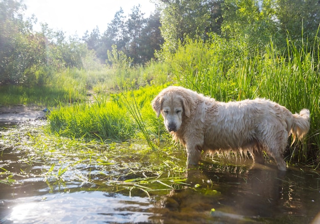 Golden retriever pies na zewnątrz w słoneczny dzień.